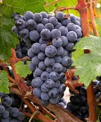 Cabernet Franc