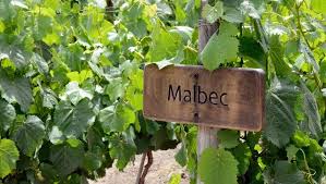 Malbec